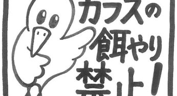 気付くよ？たまには餌をやってみて下さい。