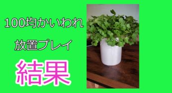 （100均でOK）観賞用かいわれ大根を放置した結果